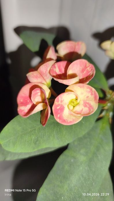 Молочай Милля крупноцветковый