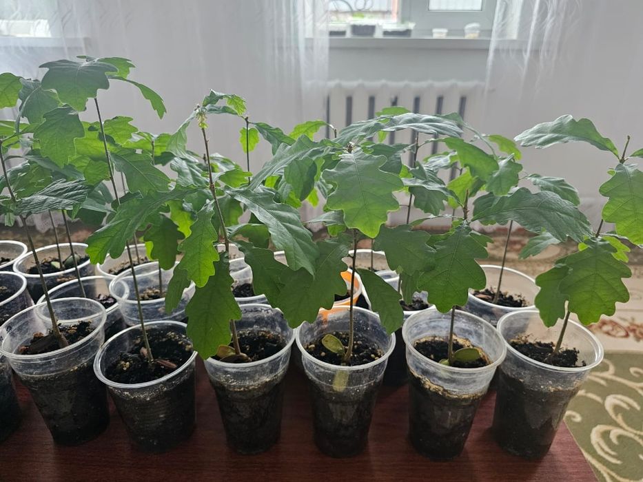 Саженцы дуба темп