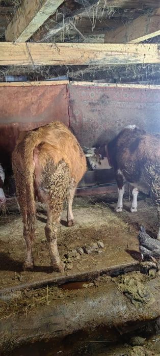 Сиыр бука сатылады