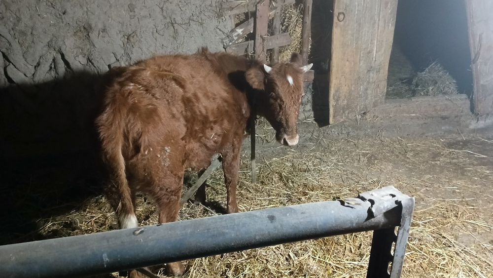 G‘unojin 1.5.yosh boqiladigan