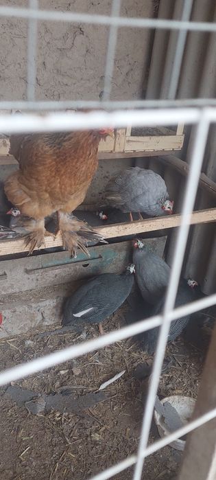 Afrika qushi tovuq Sisarka