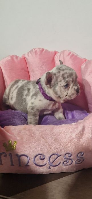Bulldog Francez Lilac Merle