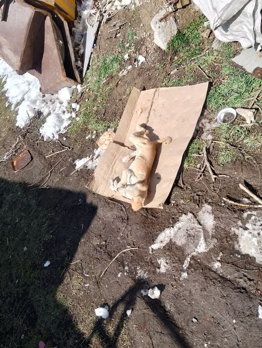 Щинок чистый таза