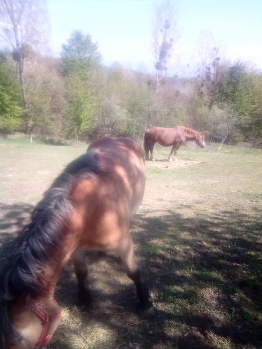 Cai semi grei de vanzare