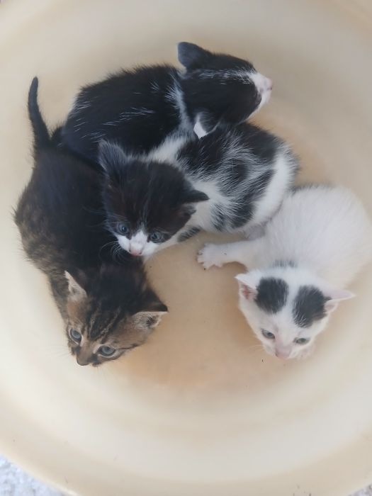 Donez gratis pui de pisici