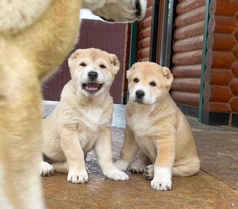 Щенки алабая тяжи