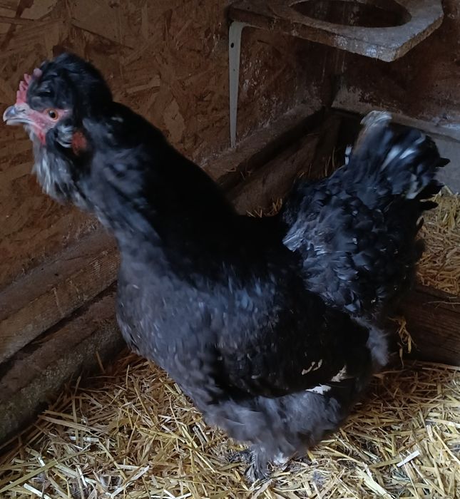 Gaini motate de vanzare