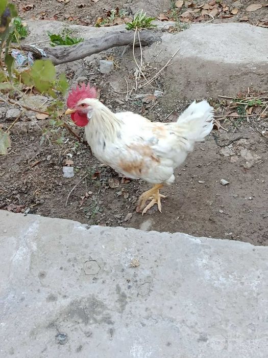 Uyda boqilgan sog'lom xo'rozlar 15 dona