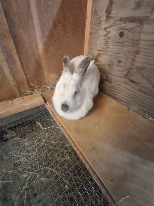 Kalifornia quyonlari sotiladi