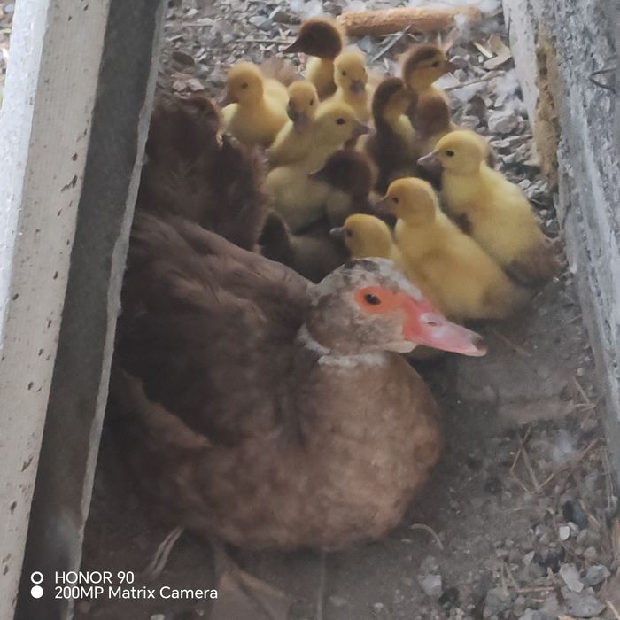 Продам утку с утятами