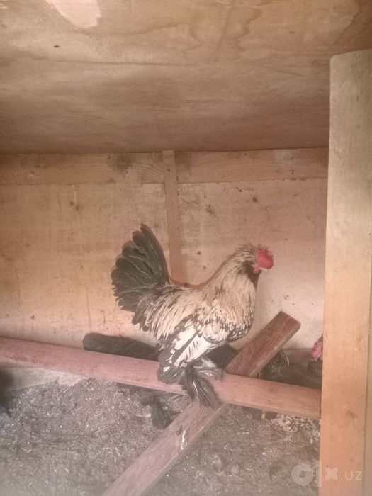 Yapon xõroz sotiladi!