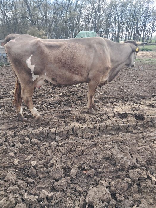 Juninca fatata si vitea