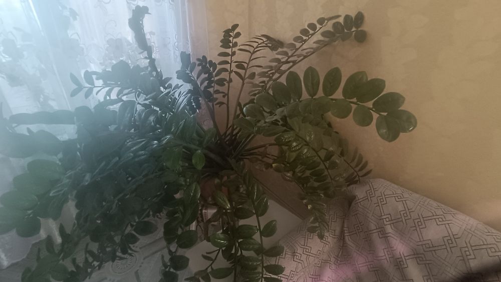 Цветок,Денежное дерево