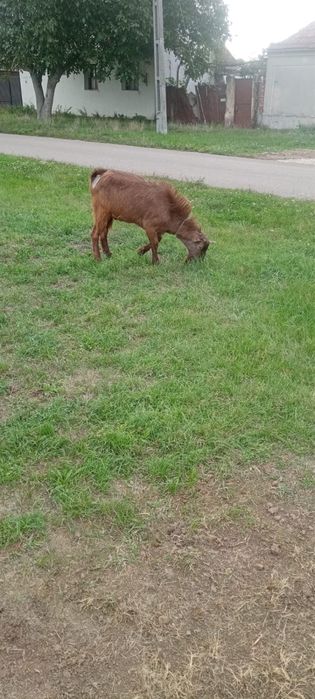 vând țap de 1an jumate