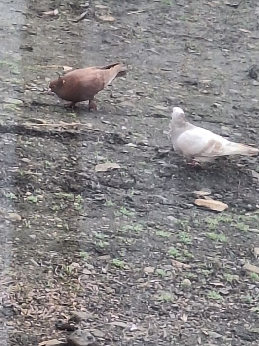 30  de lei bucata albi