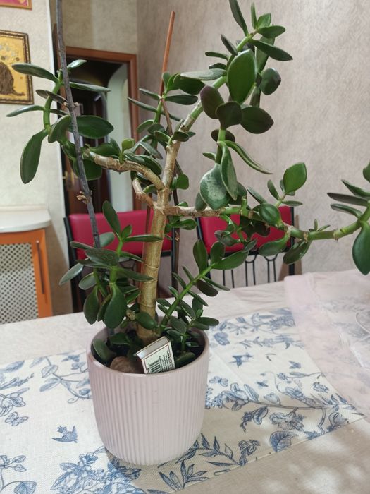 Комнатные цветы разные