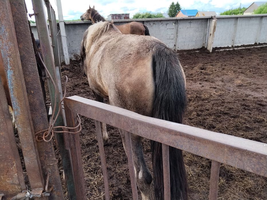 Продам байтал 3 года с откорма