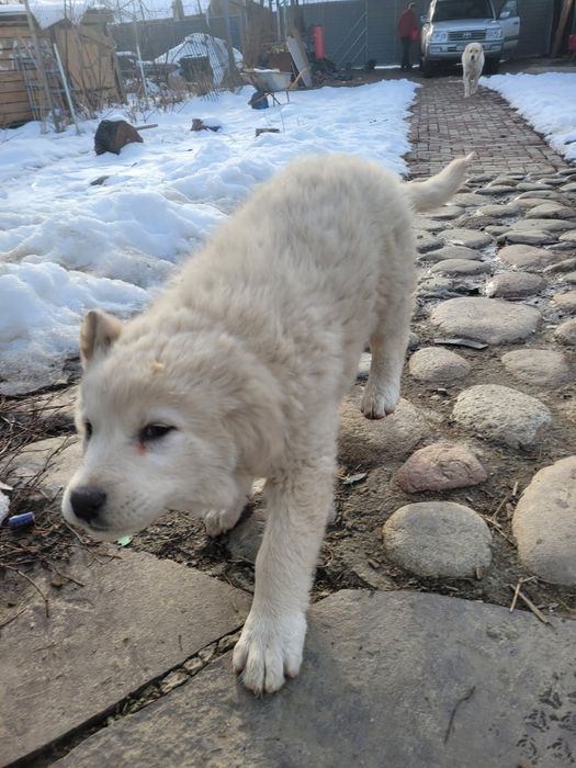 Отдам  двух алабаев шенят