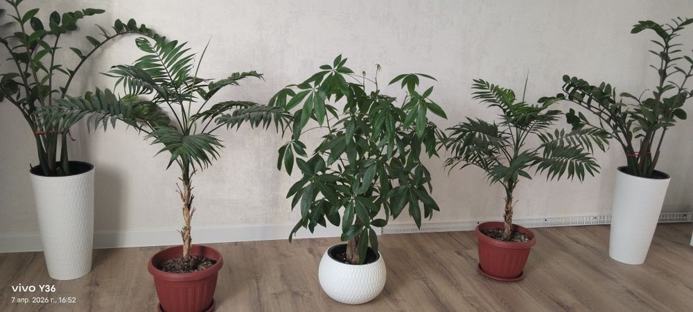 Комнатные  цветы