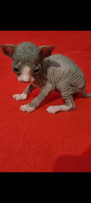 Продам котят сфинкс