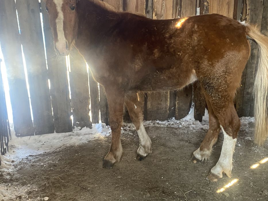 Продам тай 1,9 месяцев