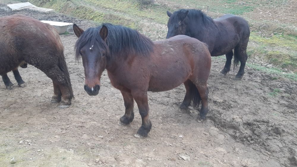 Manza rosie de 2 ani