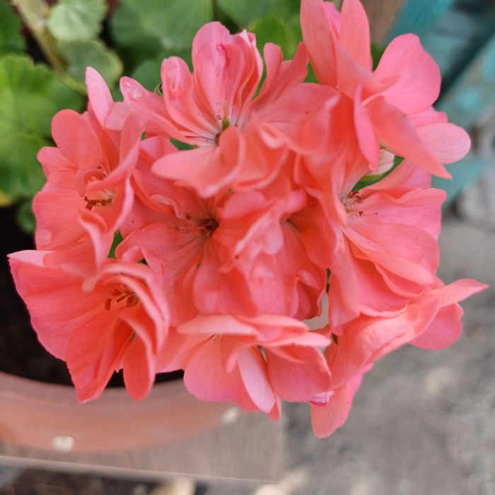 Продам комнатные цветы.