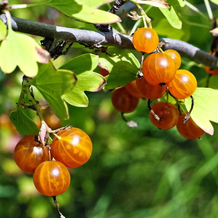 Куст черной смородины