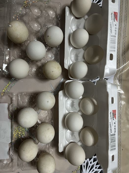 Гусиное яйцо для инкубатора