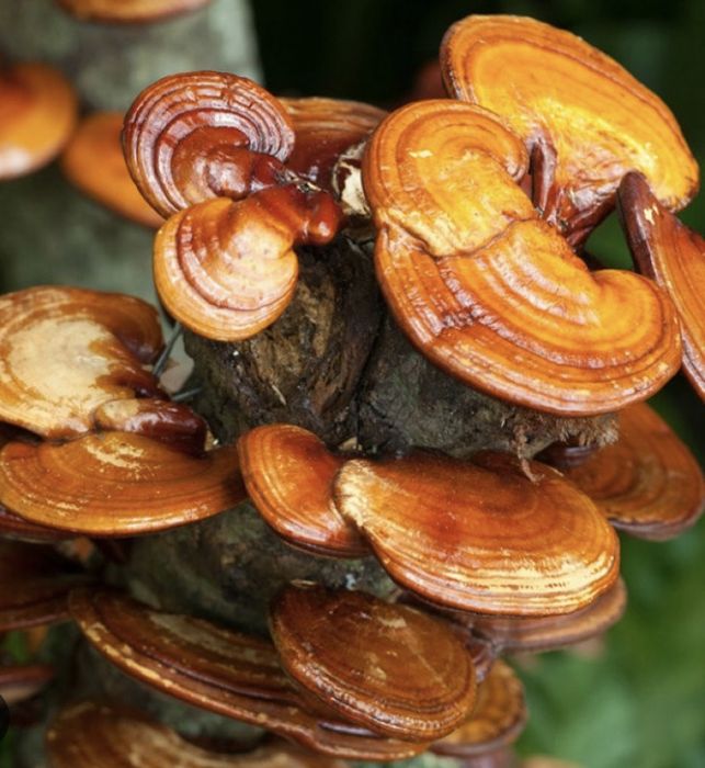 Ежовик гребенчатый