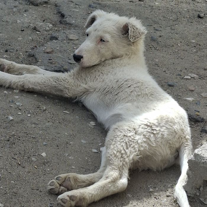 Отдам щенка в добрые руки