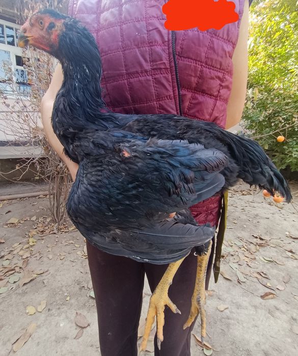 Кулянги Хорозлар