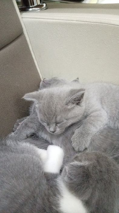 Mushuk bolalari va onasi