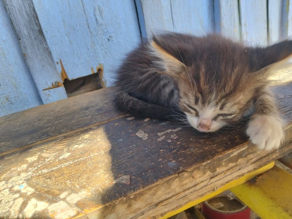 Отдам котят  в добрые руки