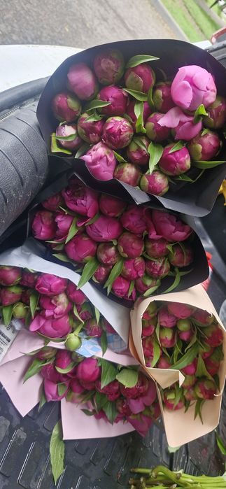 Пионы в бутонах 400