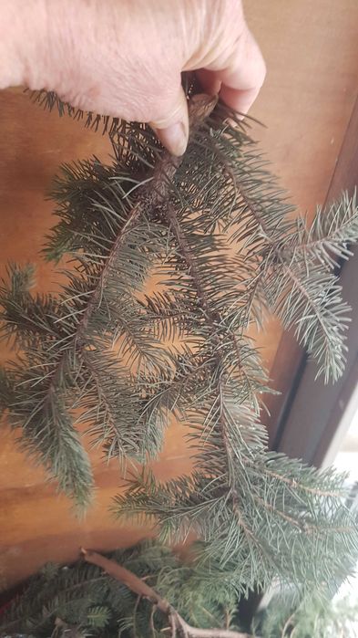 Лапник. Ветви елки. Для поделок.