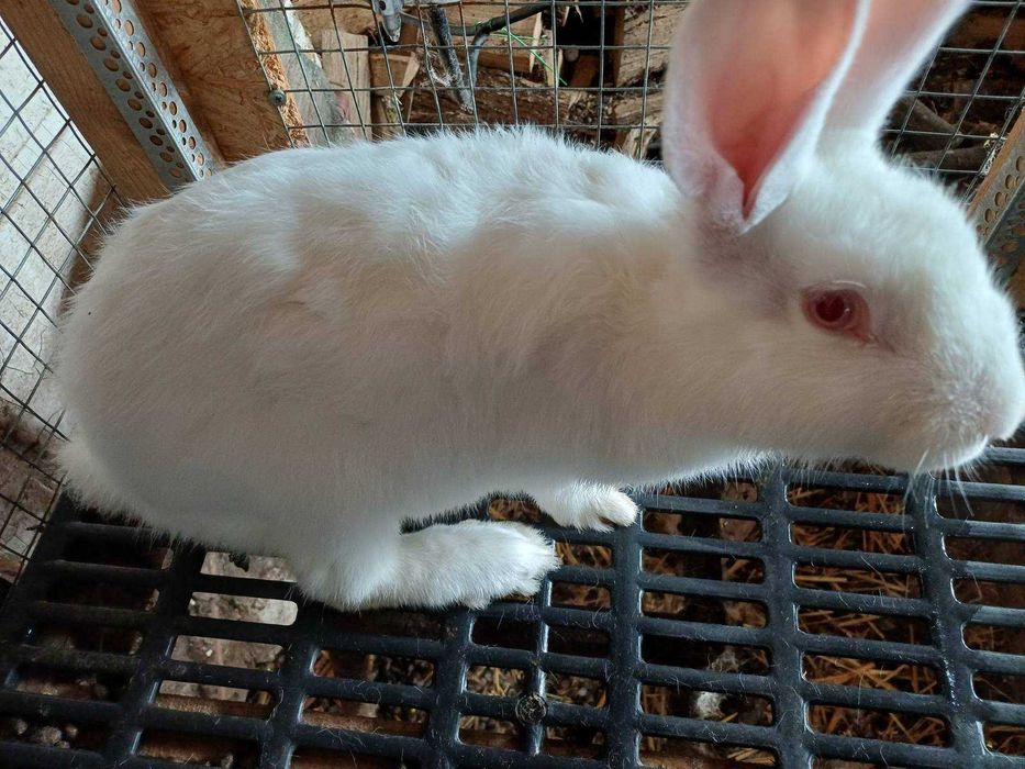 Зайци порода цика