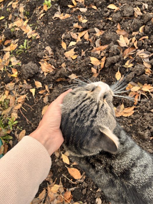 Отдадим котика в хорошие руки