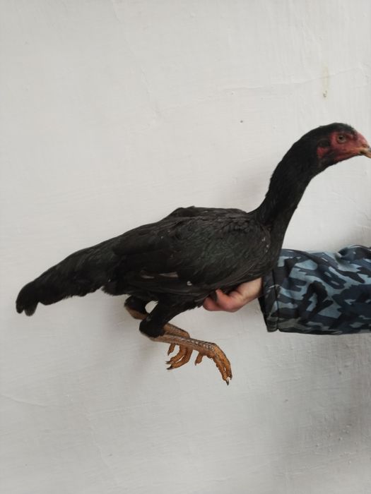 Dakan tovu uzun yirik narsa toza chiqan soglom