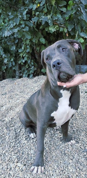 American bully XL