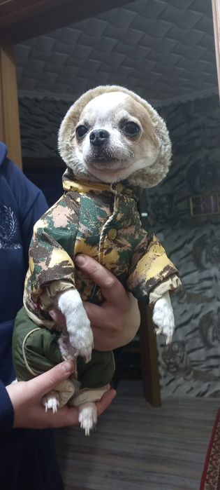 Костюмы на чихуахуа