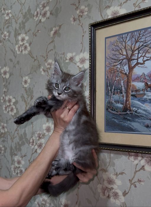 Котята породы Мейн-кун