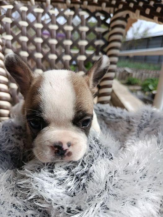 Французские бульдоги