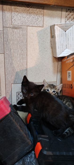 Отдам котят в хорошие руки