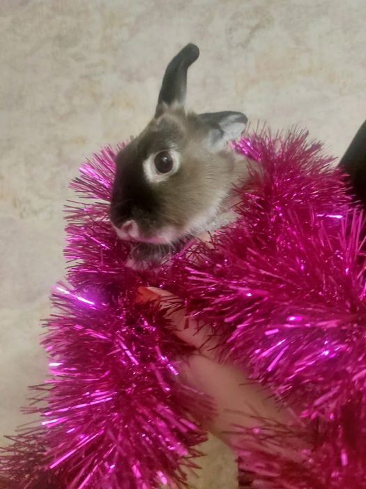 Продам декоративного кролика