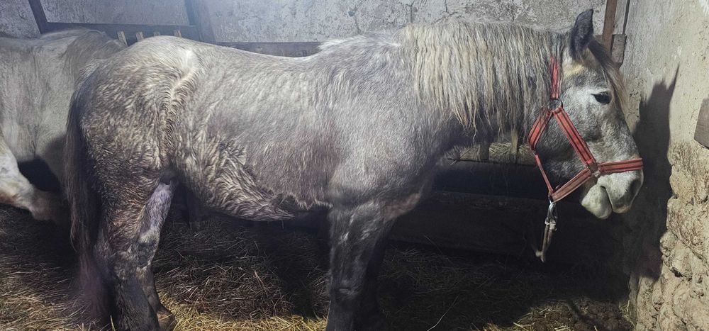 Vand iapa de 4 ani jumate, gestanta de 9 luni