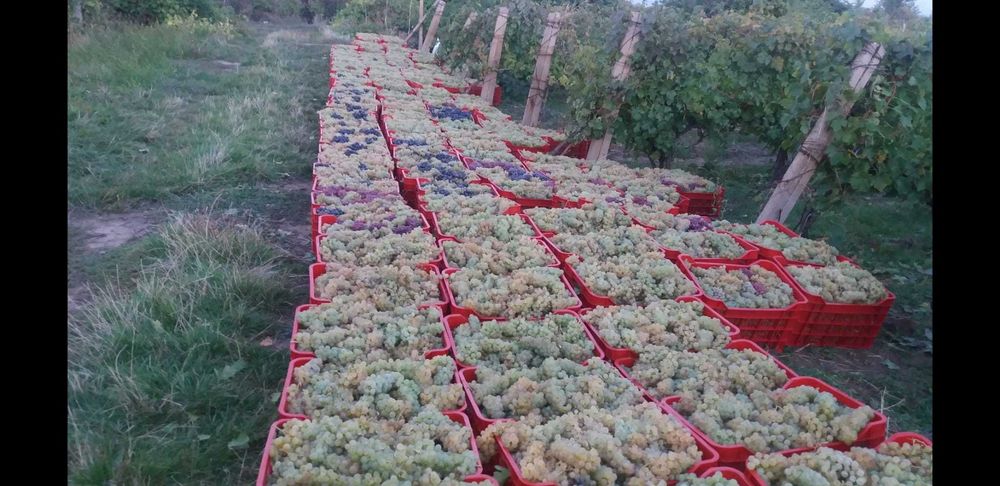Struguri de vin Muscat Ottonel Merlot Fetească, preț producător transport gratuit la locație în jud. Arges