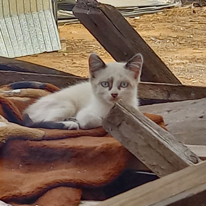 Отдам котят 1.5 месц