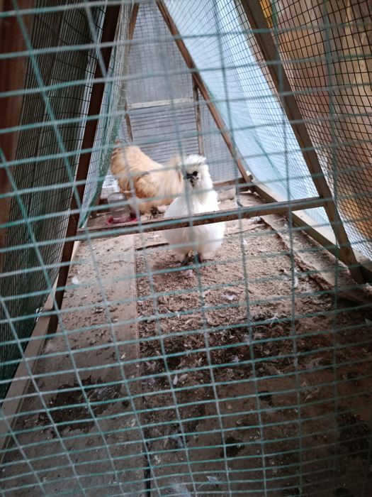 Yapon paroda  1 para