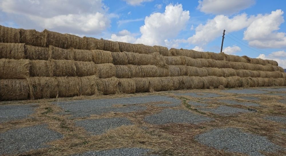 Продам сено в рулонах
